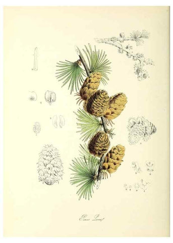 Reproducción/Reproduction 37940533822: Plantæ utiliores :. London :Whittaker & Co.,1842-1850.. 