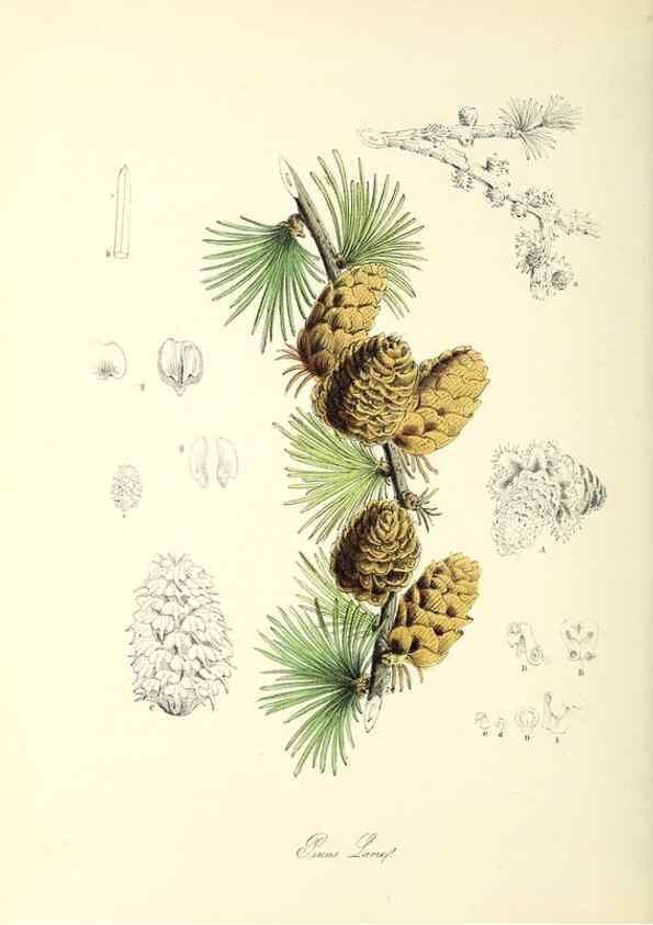 Reproducción/Reproduction 37940533822: Plantæ utiliores :. London :Whittaker & Co.,1842-1850.. 