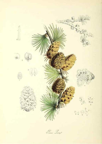 Reproducción/Reproduction 37940533822: Plantæ utiliores :. London :Whittaker & Co.,1842-1850.. 