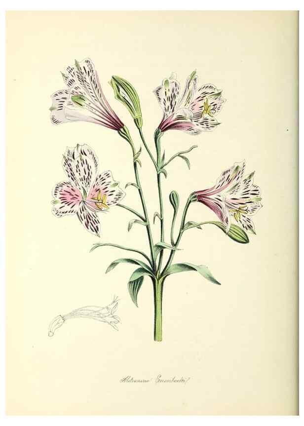 Reproducción/Reproduction 37940535572: Plantæ utiliores :. London :Whittaker & Co.,1842-1850.. 