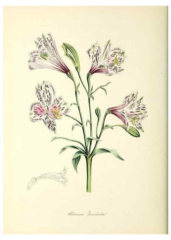 Reproducción/Reproduction 37940535572: Plantæ utiliores :. London :Whittaker & Co.,1842-1850.. 