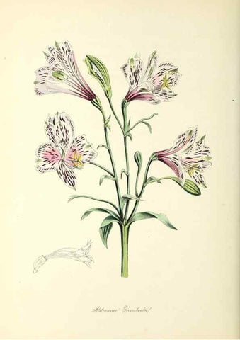 Reproducción/Reproduction 37940535572: Plantæ utiliores :. London :Whittaker & Co.,1842-1850.. 