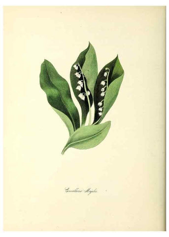 Reproducción/Reproduction 37940538942: Plantæ utiliores :. London :Whittaker & Co.,1842-1850.. 