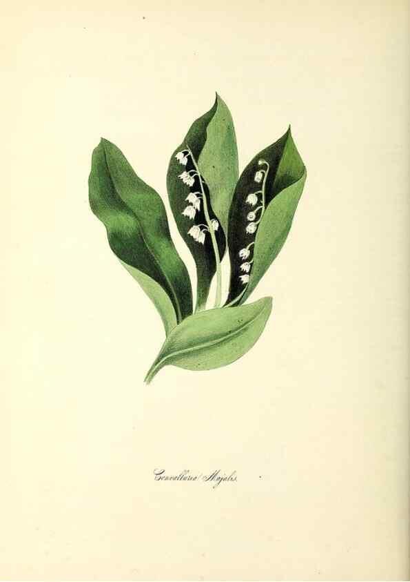 Reproducción/Reproduction 37940538942: Plantæ utiliores :. London :Whittaker & Co.,1842-1850.. 