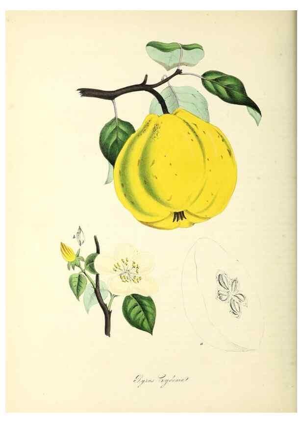 Reproducción/Reproduction 37261164044: Plantæ utiliores :. London :Whittaker & Co.,1842-1850.. 