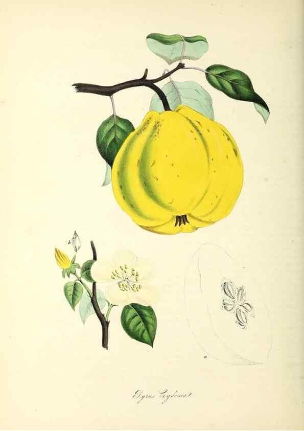 Reproducción/Reproduction 37261164044: Plantæ utiliores :. London :Whittaker & Co.,1842-1850.. 