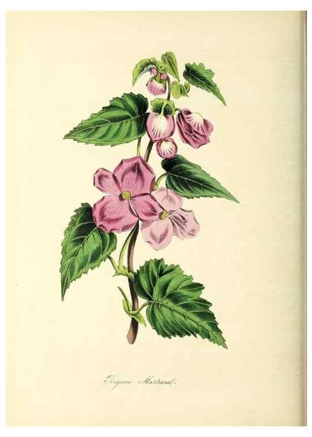 Reproducción/Reproduction 37261167824: Plantæ utiliores :. London :Whittaker & Co.,1842-1850.. 