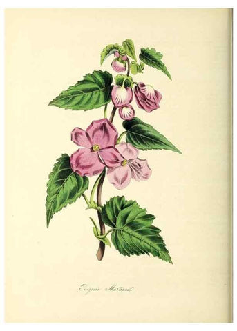 Reproducción/Reproduction 37261167824: Plantæ utiliores :. London :Whittaker & Co.,1842-1850.. 