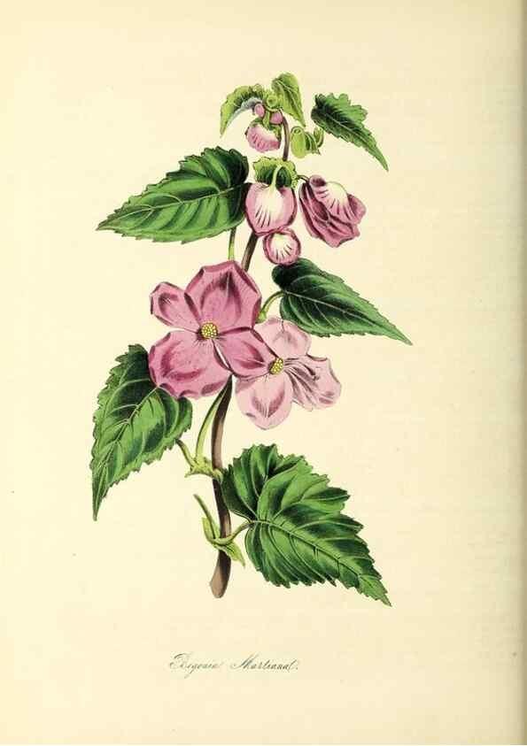 Reproducción/Reproduction 37261167824: Plantæ utiliores :. London :Whittaker & Co.,1842-1850.. 