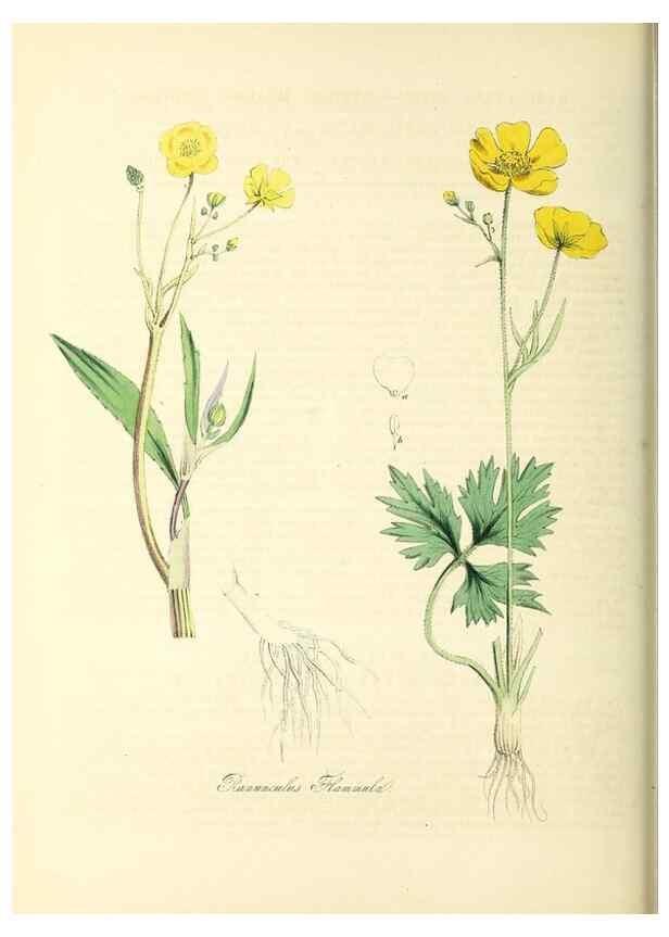 Reproducción/Reproduction 37261171214: Plantæ utiliores :. London :Whittaker & Co.,1842-1850.. 