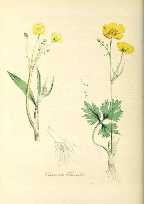 Reproducción/Reproduction 37261171214: Plantæ utiliores :. London :Whittaker & Co.,1842-1850.. 