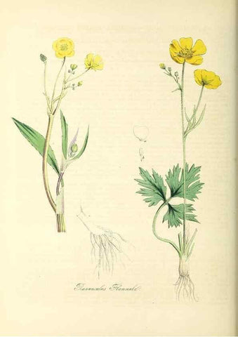 Reproducción/Reproduction 37261171214: Plantæ utiliores :. London :Whittaker & Co.,1842-1850.. 