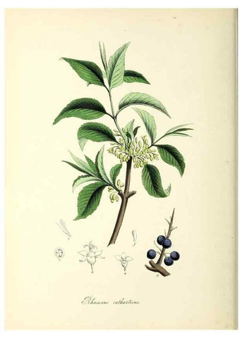 Reproducción/Reproduction 37261174864: Plantæ utiliores :. London :Whittaker & Co.,1842-1850.. 