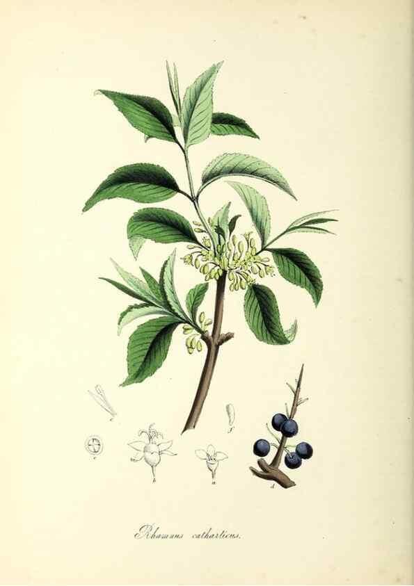 Reproducción/Reproduction 37261174864: Plantæ utiliores :. London :Whittaker & Co.,1842-1850.. 