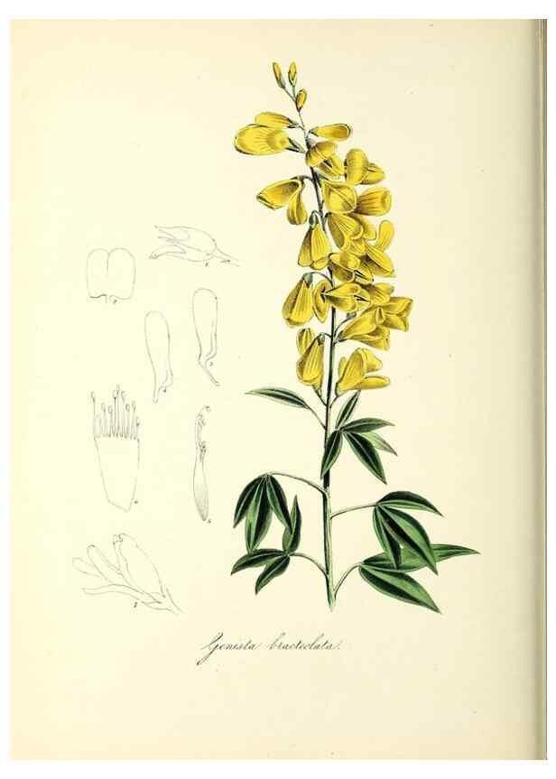Reproducción/Reproduction 37261178254: Plantæ utiliores :. London :Whittaker & Co.,1842-1850.. 