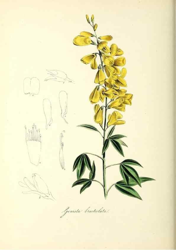 Reproducción/Reproduction 37261178254: Plantæ utiliores :. London :Whittaker & Co.,1842-1850.. 