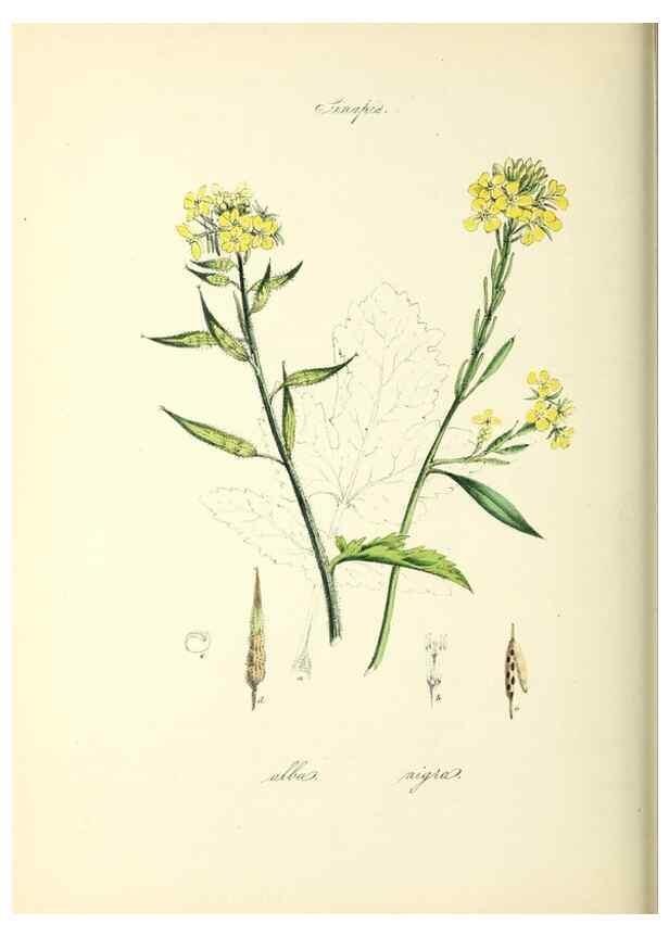 Reproducción/Reproduction 37261181584: Plantæ utiliores :. London :Whittaker & Co.,1842-1850.. 
