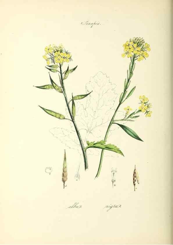 Reproducción/Reproduction 37261181584: Plantæ utiliores :. London :Whittaker & Co.,1842-1850.. 