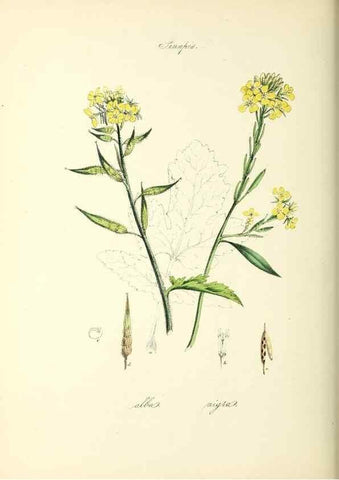 Reproducción/Reproduction 37261181584: Plantæ utiliores :. London :Whittaker & Co.,1842-1850.. 