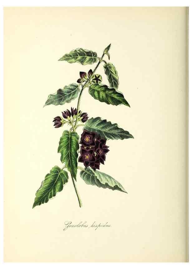 Reproducción/Reproduction 37261184314: Plantæ utiliores :. London :Whittaker & Co.,1842-1850.. 