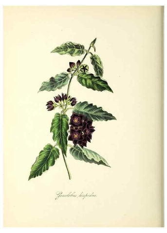 Reproducción/Reproduction 37261184314: Plantæ utiliores :. London :Whittaker & Co.,1842-1850.. 