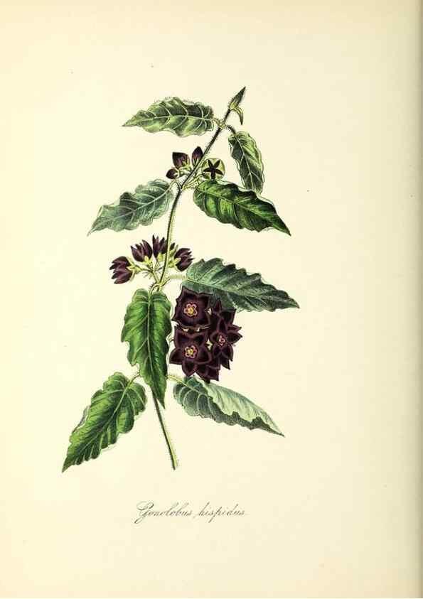 Reproducción/Reproduction 37261184314: Plantæ utiliores :. London :Whittaker & Co.,1842-1850.. 