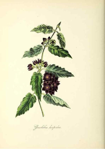 Reproducción/Reproduction 37261184314: Plantæ utiliores :. London :Whittaker & Co.,1842-1850.. 