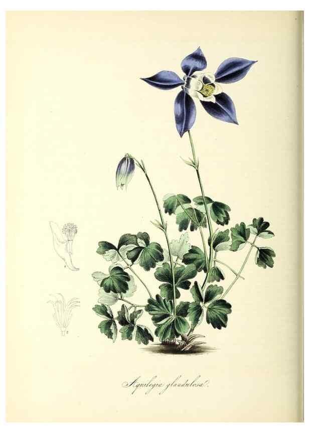 Reproducción/Reproduction 37261187514: Plantæ utiliores :. London :Whittaker & Co.,1842-1850.. 