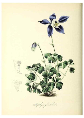 Reproducción/Reproduction 37261187514: Plantæ utiliores :. London :Whittaker & Co.,1842-1850.. 