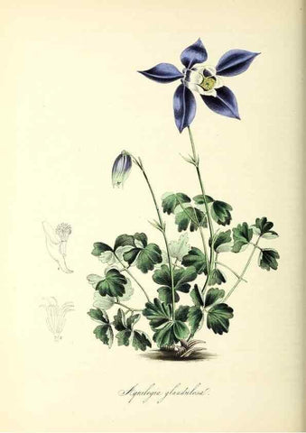 Reproducción/Reproduction 37261187514: Plantæ utiliores :. London :Whittaker & Co.,1842-1850.. 