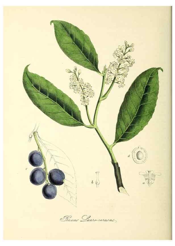 Reproducción/Reproduction 37940524842: Plantæ utiliores :. London :Whittaker & Co.,1842-1850.. 