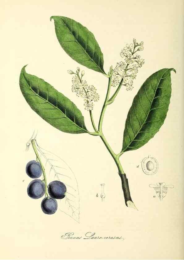 Reproducción/Reproduction 37940524842: Plantæ utiliores :. London :Whittaker & Co.,1842-1850.. 