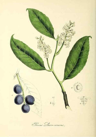 Reproducción/Reproduction 37940524842: Plantæ utiliores :. London :Whittaker & Co.,1842-1850.. 
