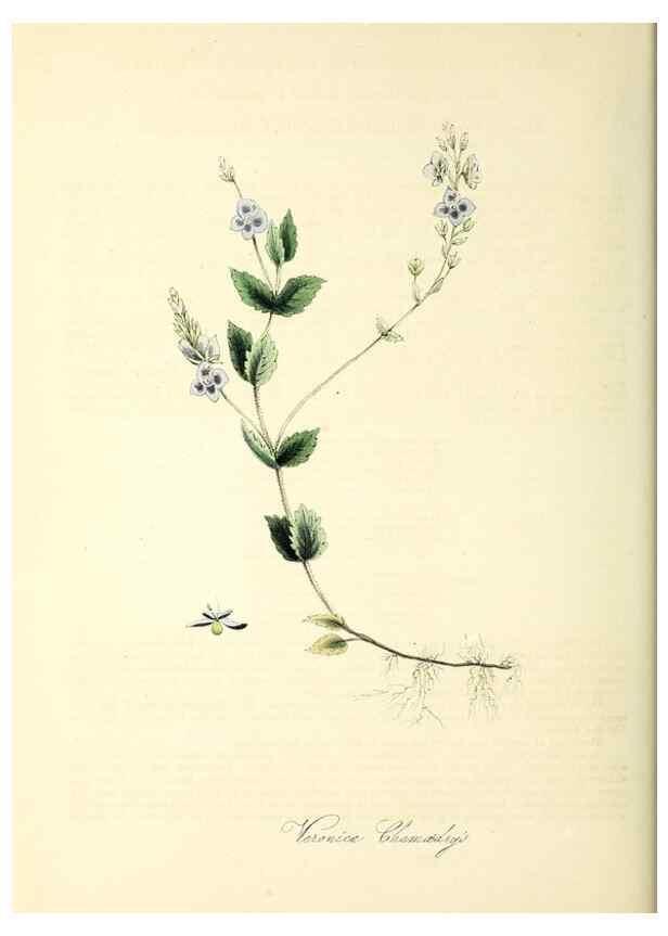 Reproducción/Reproduction 37940522412: Plantæ utiliores :. London :Whittaker & Co.,1842-1850.. 