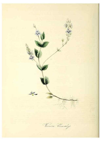 Reproducción/Reproduction 37940522412: Plantæ utiliores :. London :Whittaker & Co.,1842-1850.. 