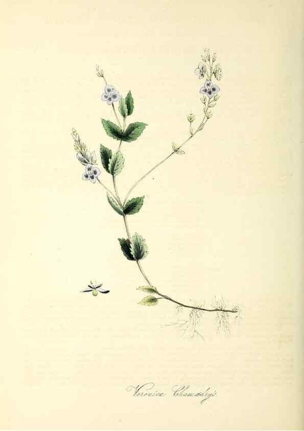Reproducción/Reproduction 37940522412: Plantæ utiliores :. London :Whittaker & Co.,1842-1850.. 