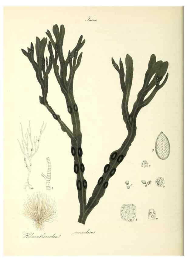 Reproducción/Reproduction 26195526169: Plantæ utiliores :. London :Whittaker & Co.,1842-1850.. 