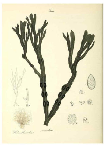 Reproducción/Reproduction 26195526169: Plantæ utiliores :. London :Whittaker & Co.,1842-1850.. 