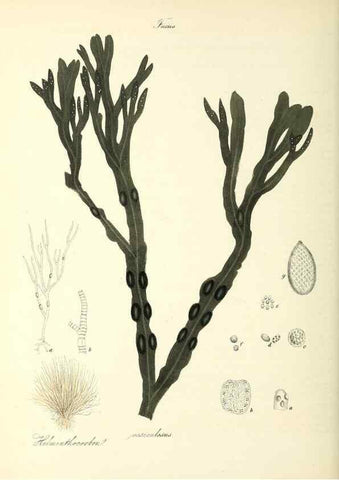 Reproducción/Reproduction 26195526169: Plantæ utiliores :. London :Whittaker & Co.,1842-1850.. 