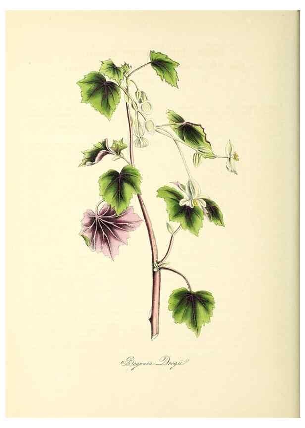 Reproducción/Reproduction 37970897031: Plantæ utiliores :. London :Whittaker & Co.,1842-1850.. 