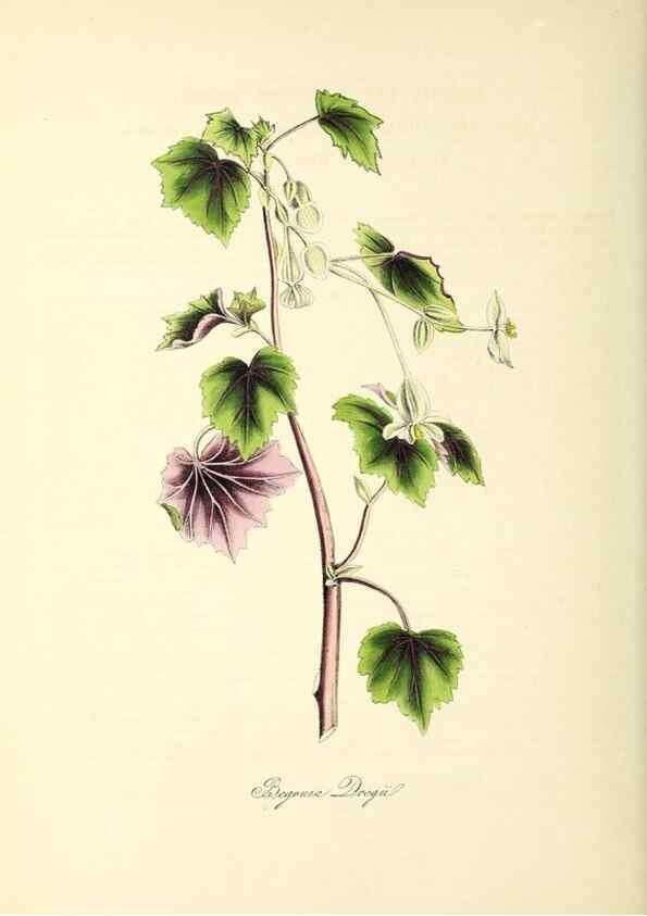 Reproducción/Reproduction 37970897031: Plantæ utiliores :. London :Whittaker & Co.,1842-1850.. 
