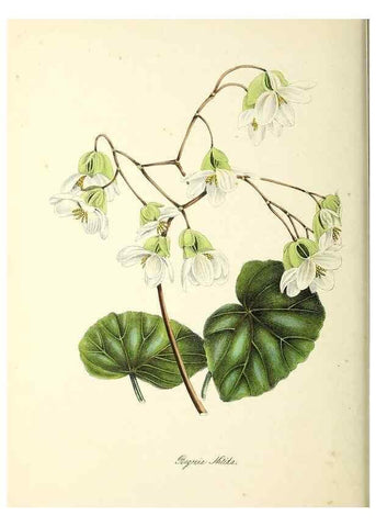 Reproducción/Reproduction 37970585711: Plantæ utiliores :. London :Whittaker & Co.,1842-1850.. 