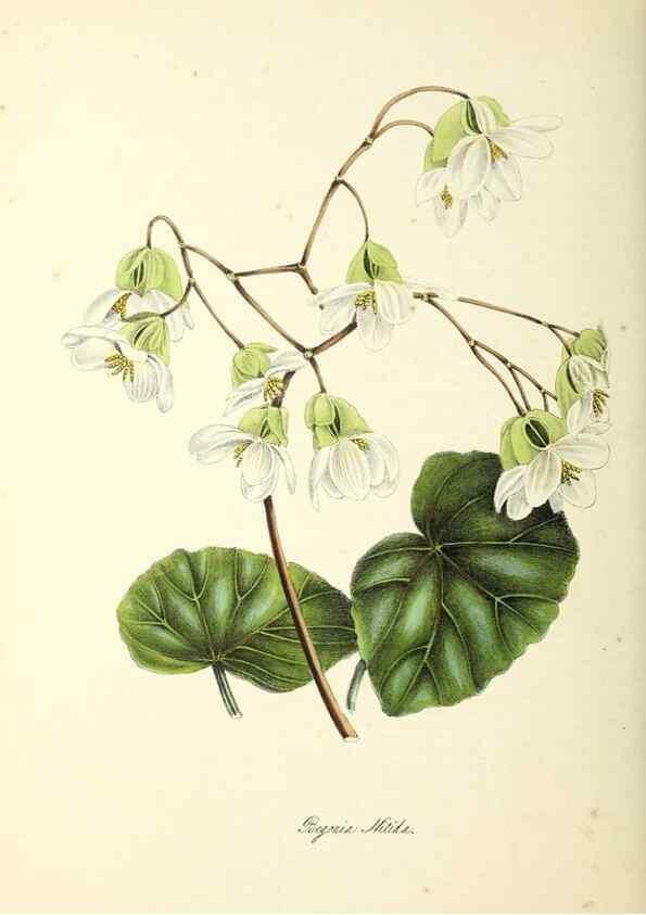 Reproducción/Reproduction 37970585711: Plantæ utiliores :. London :Whittaker & Co.,1842-1850.. 