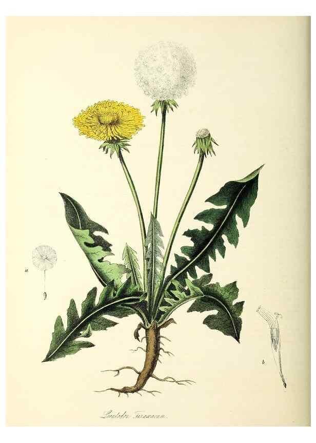 Reproducción/Reproduction 37970587961: Plantæ utiliores :. London :Whittaker & Co.,1842-1850.. 