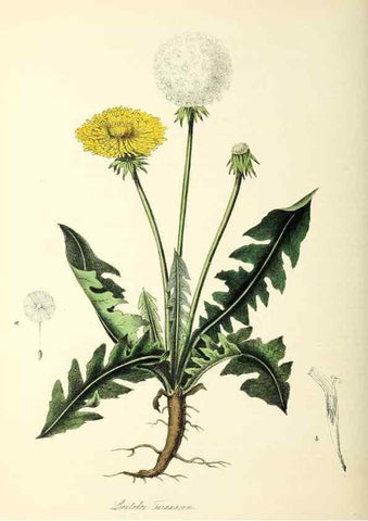 Reproducción/Reproduction 37970587961: Plantæ utiliores :. London :Whittaker & Co.,1842-1850.. 