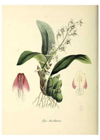 Reproducción/Reproduction 37970590031: Plantæ utiliores :. London :Whittaker & Co.,1842-1850.. 