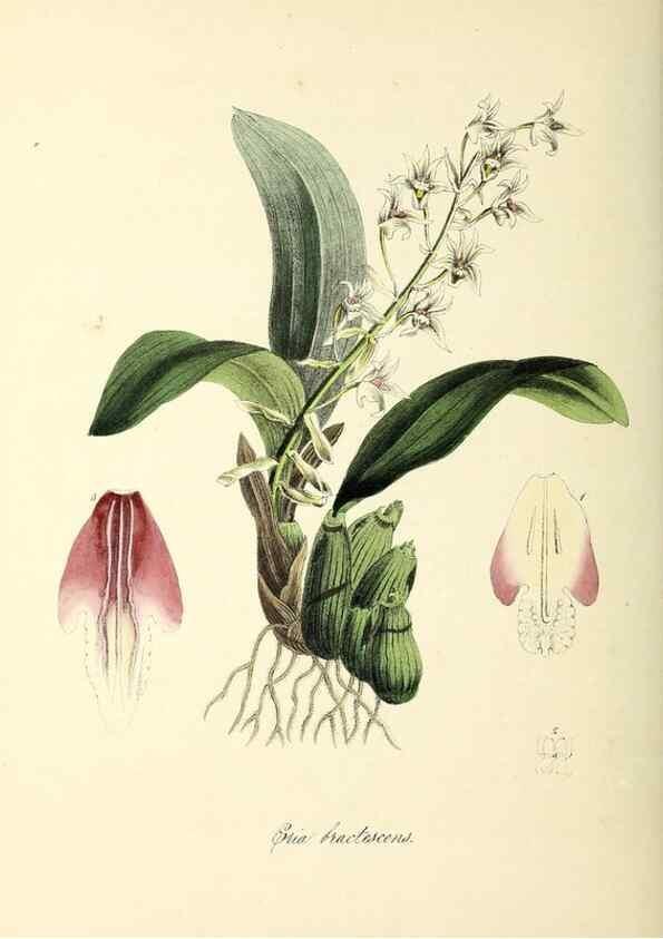 Reproducción/Reproduction 37970590031: Plantæ utiliores :. London :Whittaker & Co.,1842-1850.. 