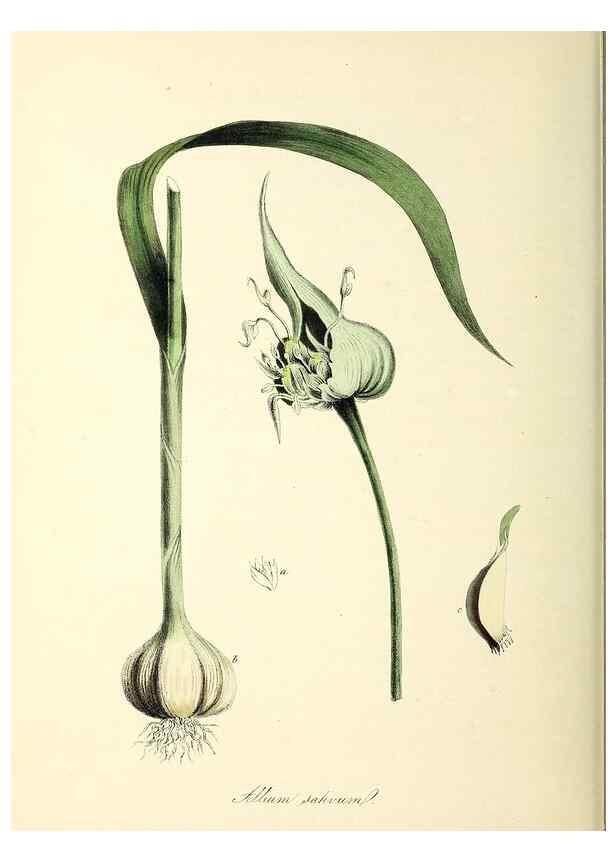 Reproducción/Reproduction 37970591971: Plantæ utiliores :. London :Whittaker & Co.,1842-1850.. 