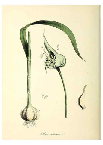 Reproducción/Reproduction 37970591971: Plantæ utiliores :. London :Whittaker & Co.,1842-1850.. 
