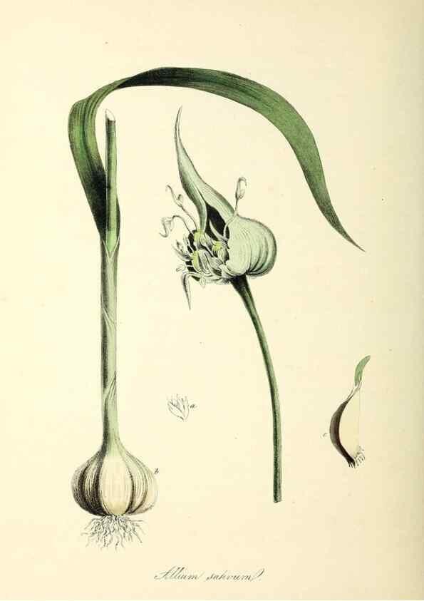 Reproducción/Reproduction 37970591971: Plantæ utiliores :. London :Whittaker & Co.,1842-1850.. 